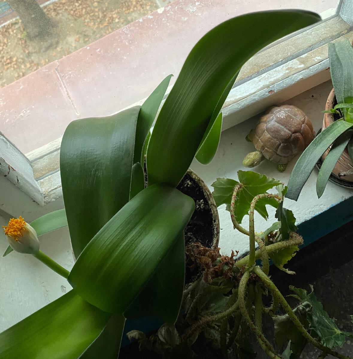 Гемантус на пике «цветения».) 