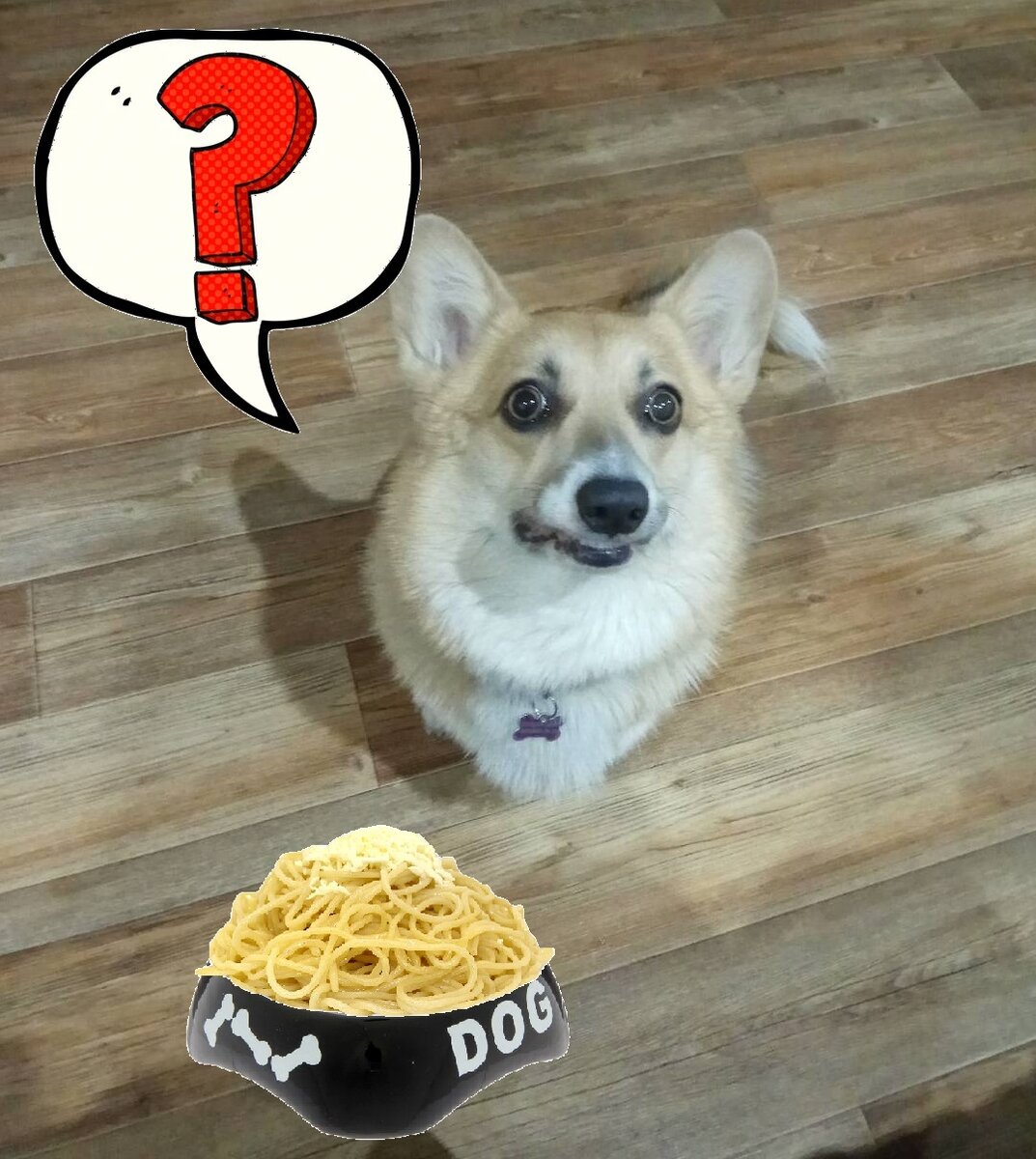 Собака спагетти