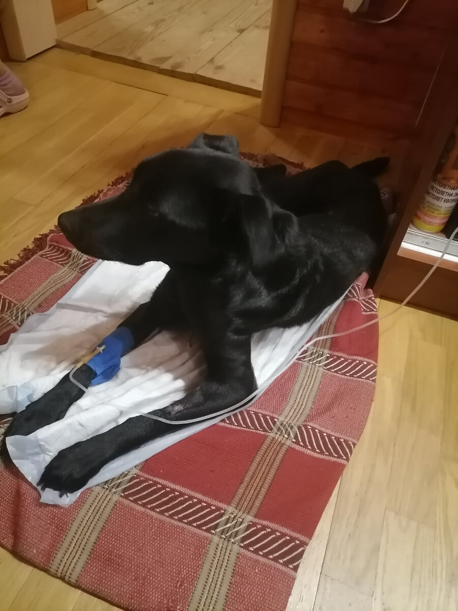 Спустя один курс лечения Граф мог вот так уже лежать, но капельниц ему не навились.