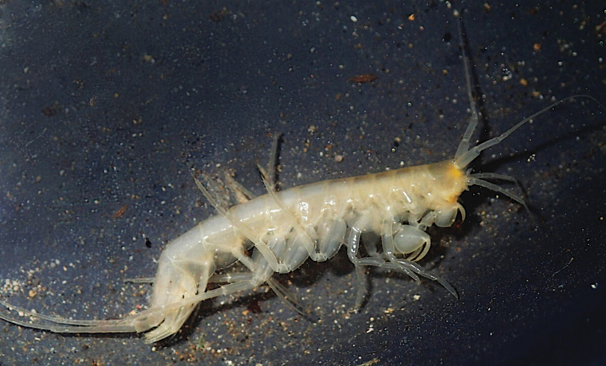 Niphargus enslini. Найден в Германии