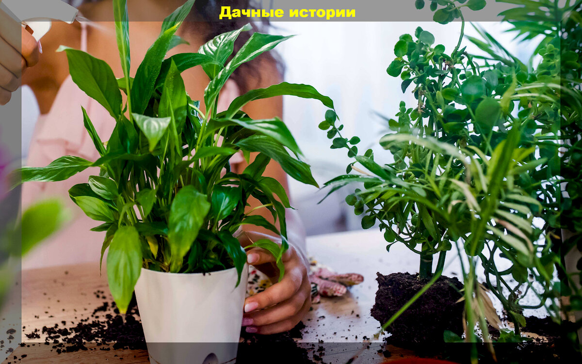 Удобрения комнатных растений народными средствами