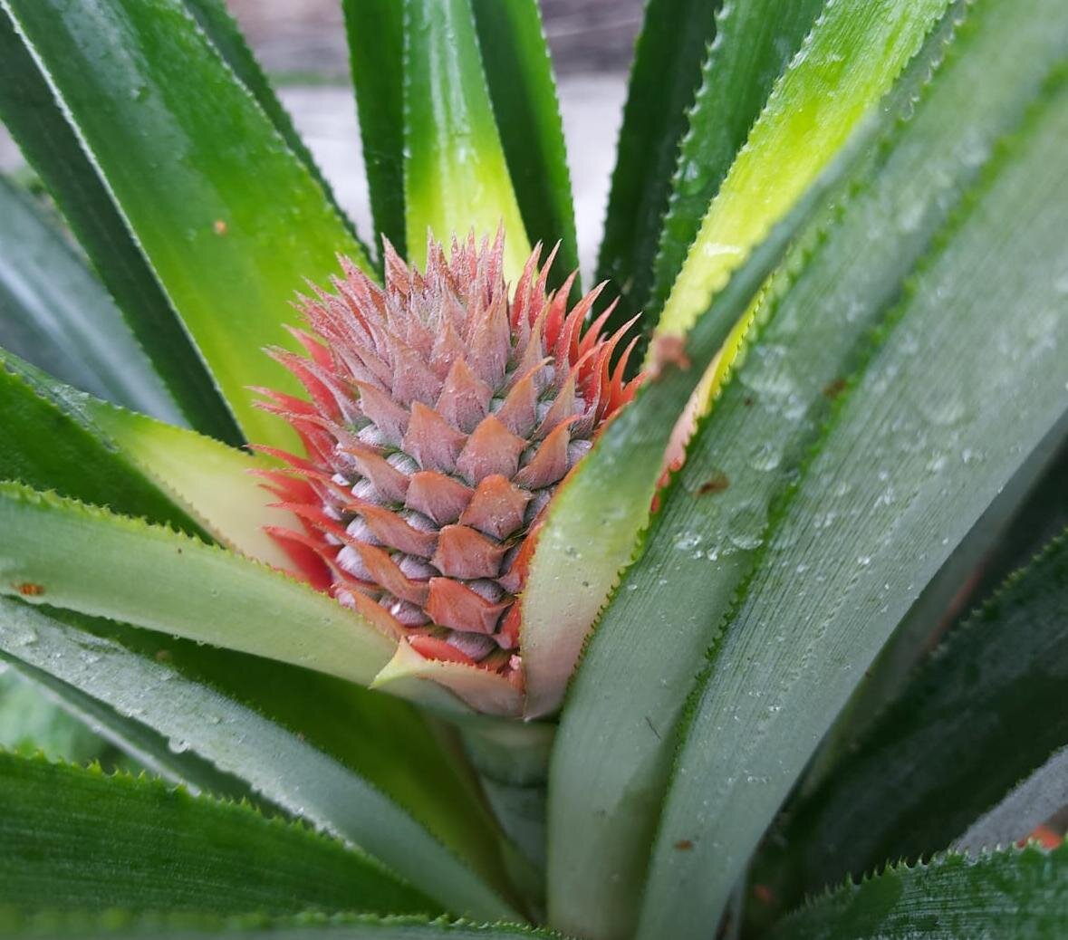 На фото ананас из мемориальной теплицы музея
