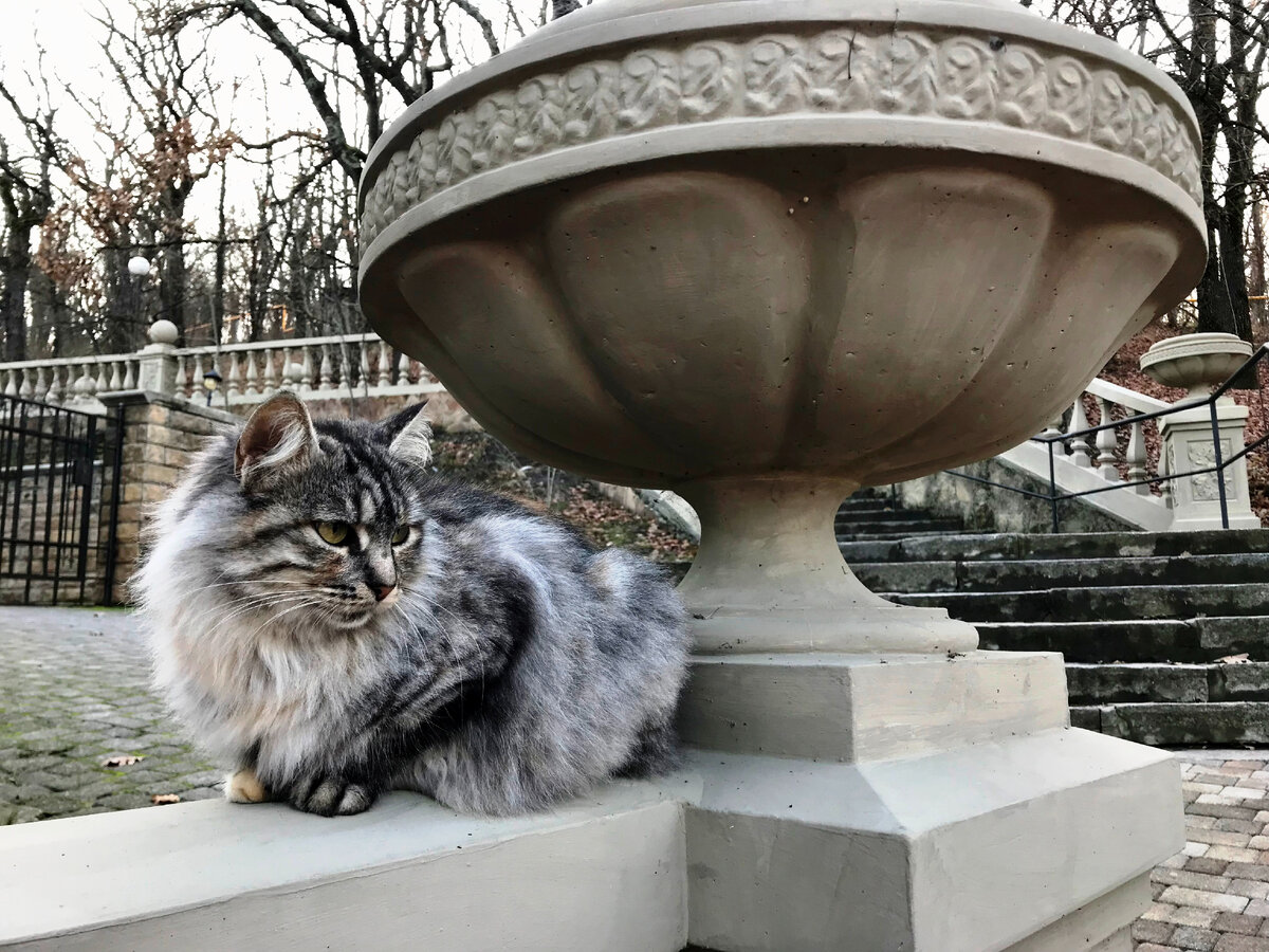 Котики Абрау-Дюрсо достойны отдельной, специально им посвященной статьи