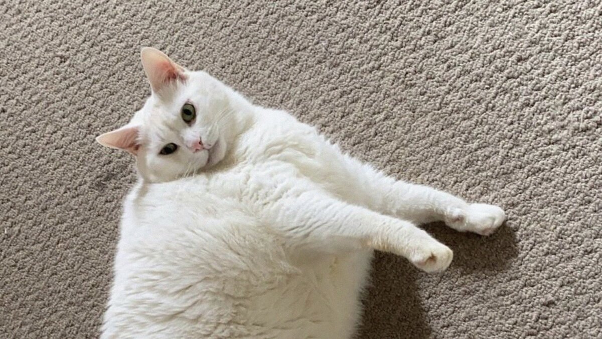 Котэ смотрит прямо на тебя