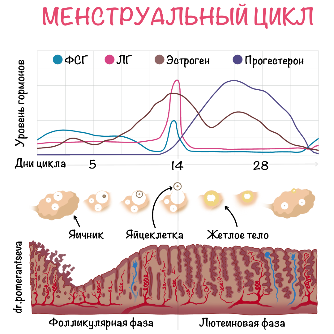 Регуляция функций репродуктивной системы — статья МЦРМ