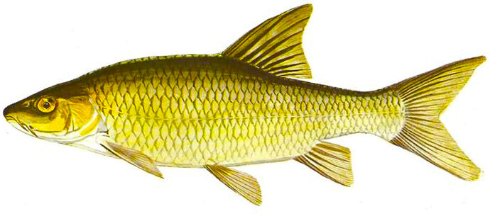 Labeobarbus aeneus