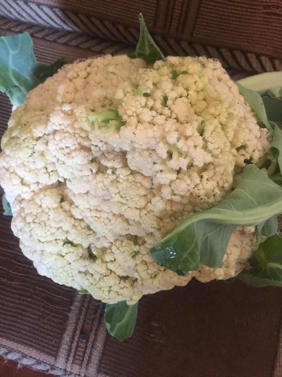 Цветную капусту мы обожаем, особенно ее любит наша кане корсо Джуди. Мы добавляем капусту в ее кашу. Все фотографии - авторские.