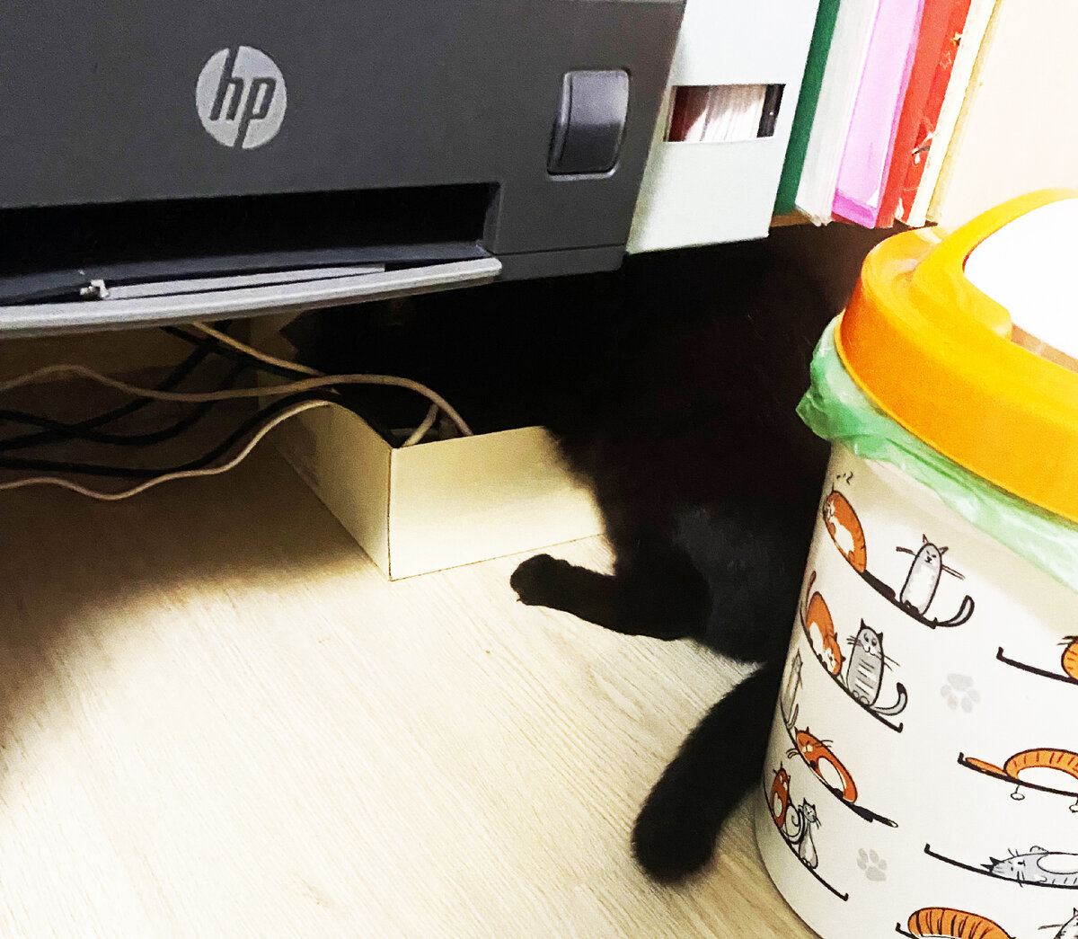 Фото из личного архива: кот и провода