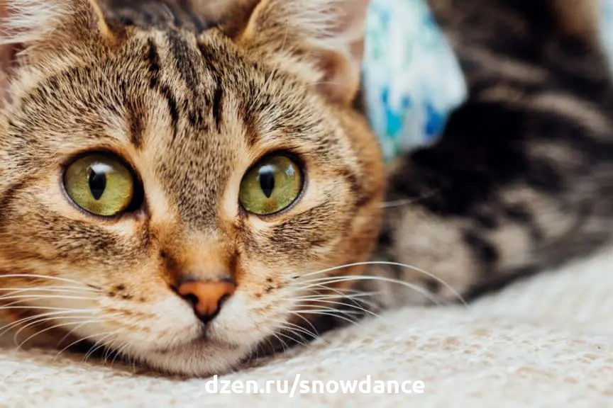 признаков простуды у кошек: как распознать болезнь раньше [Кошки cats]