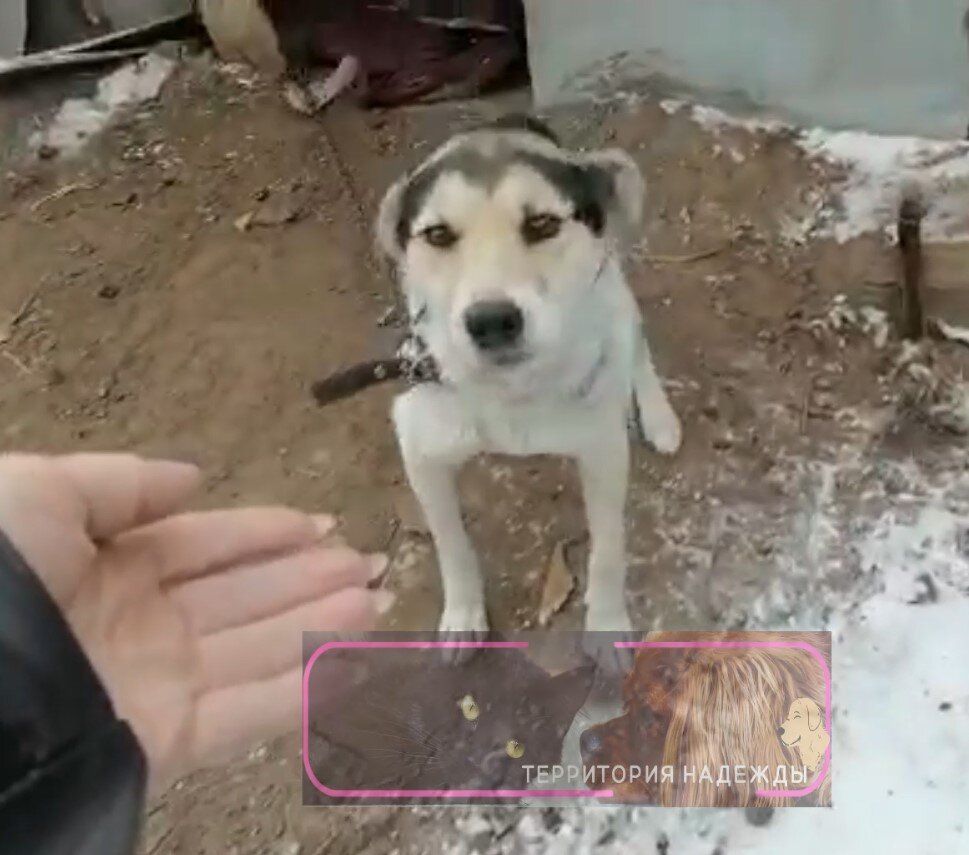 На привязи у хозяйского дома