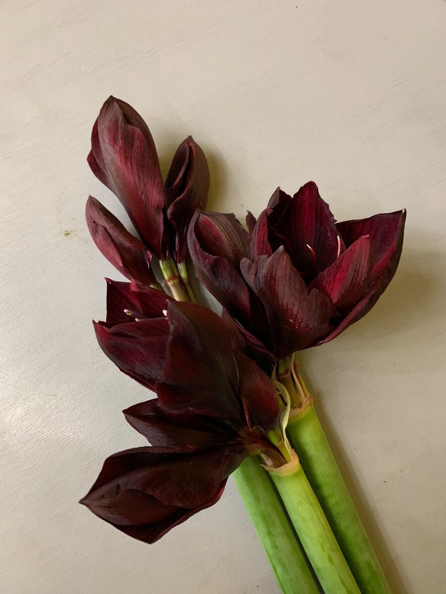 Гиппеаструм Royal Velvet