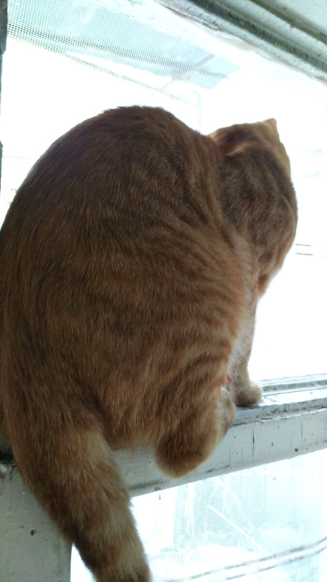 Личное  фото.