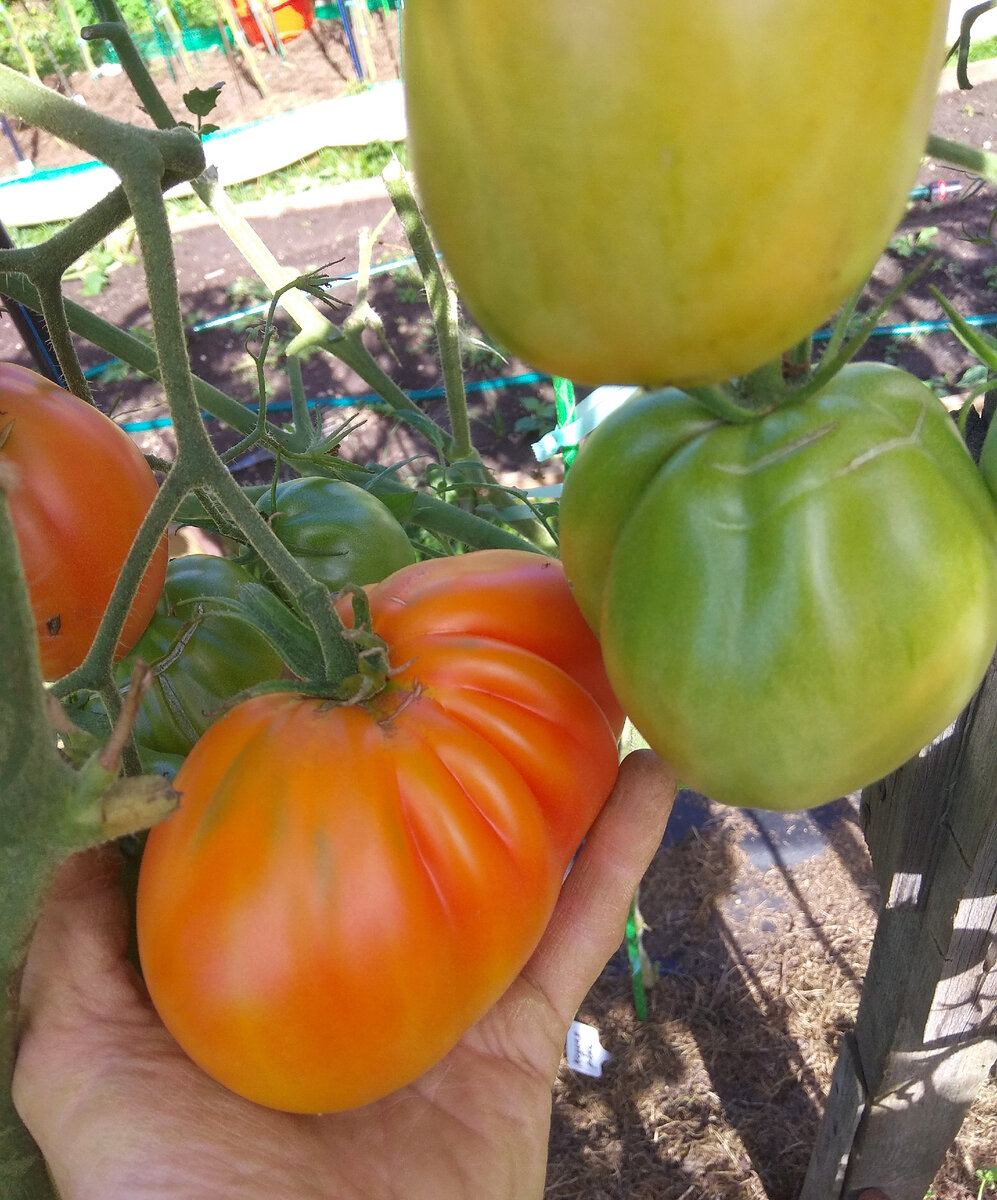 Моя коллекция томатов на сезон 2023г. Семена, готовые к продаже, часть 2.