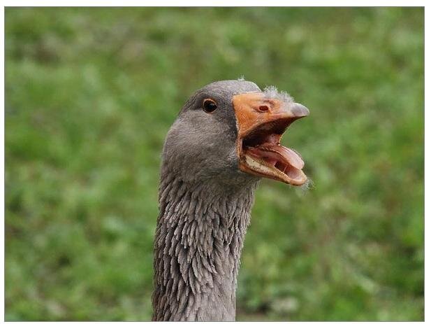 Фото из инета