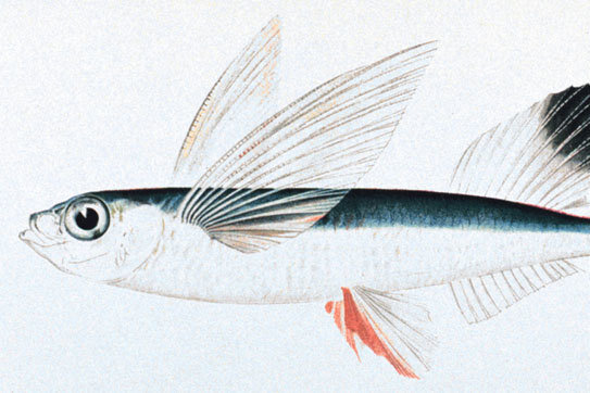     Зачем рыбы летают: странное поведение животных
