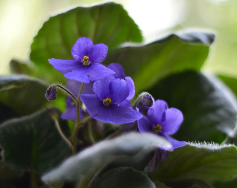 Фотография взята из источника pocvetam.ru