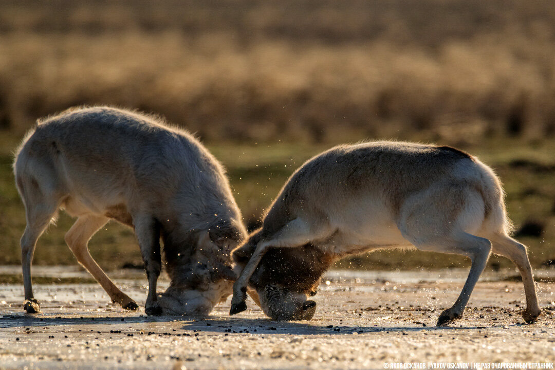 Значимость водопоя для животных в Самарском заповеднике