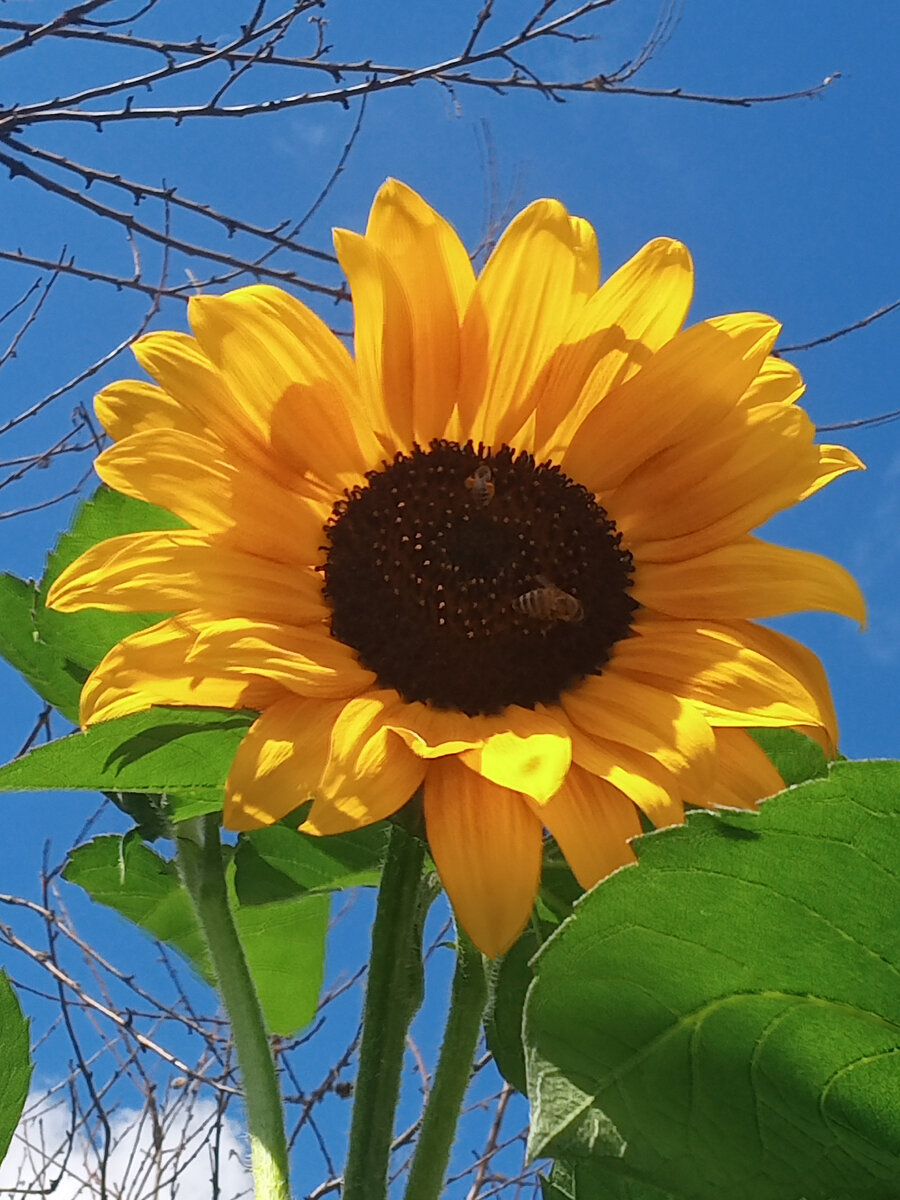 Жаркий летний полдень. Фото автора