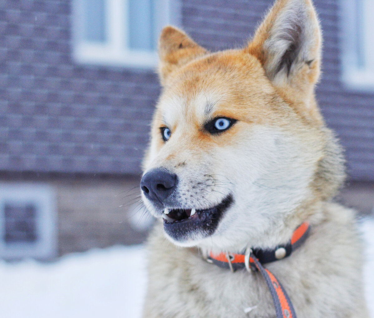 Выброшен, как ненужная вещь... история северного самурая Кайфу-8. 