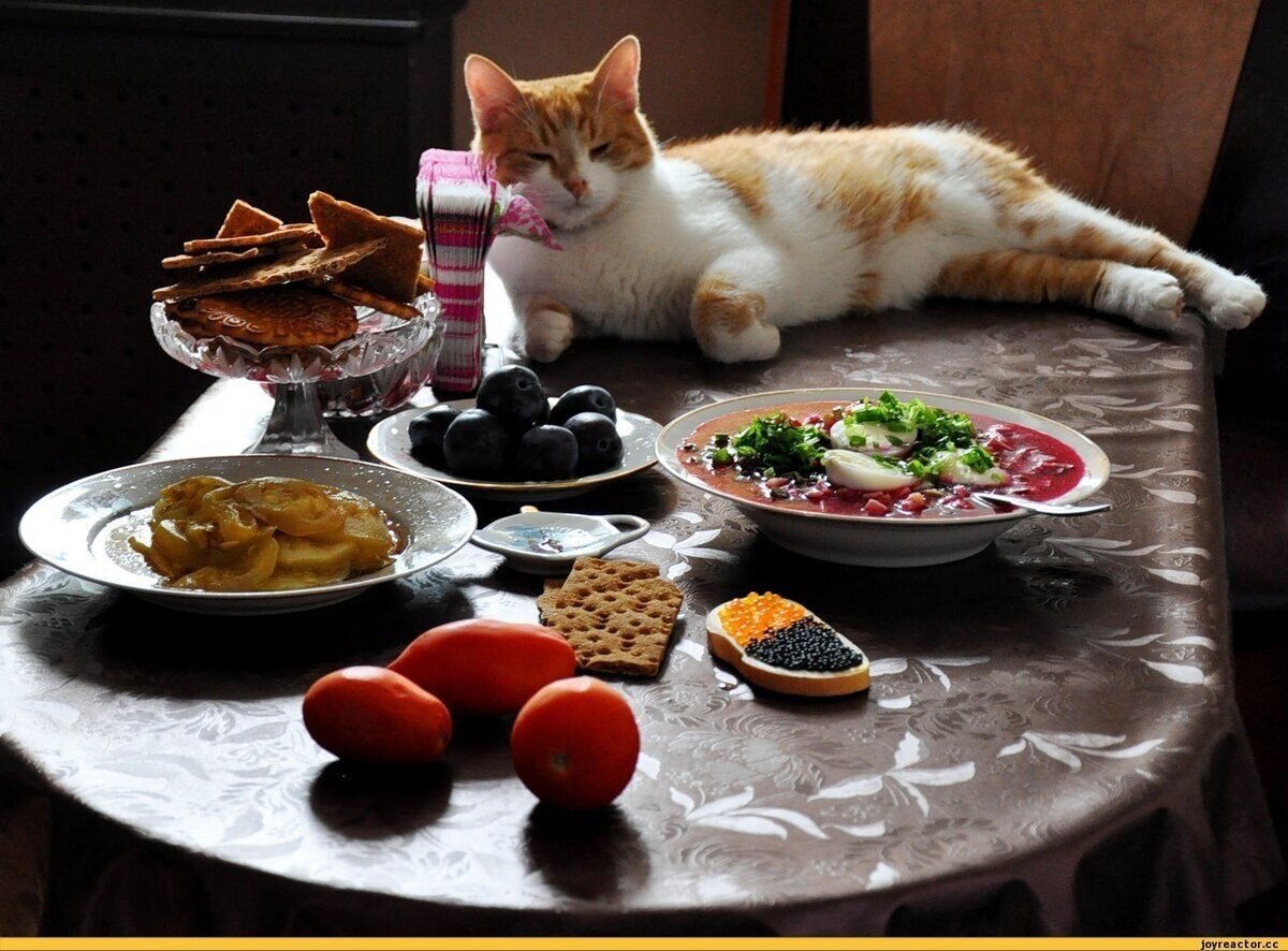 Котик фигни не посоветует