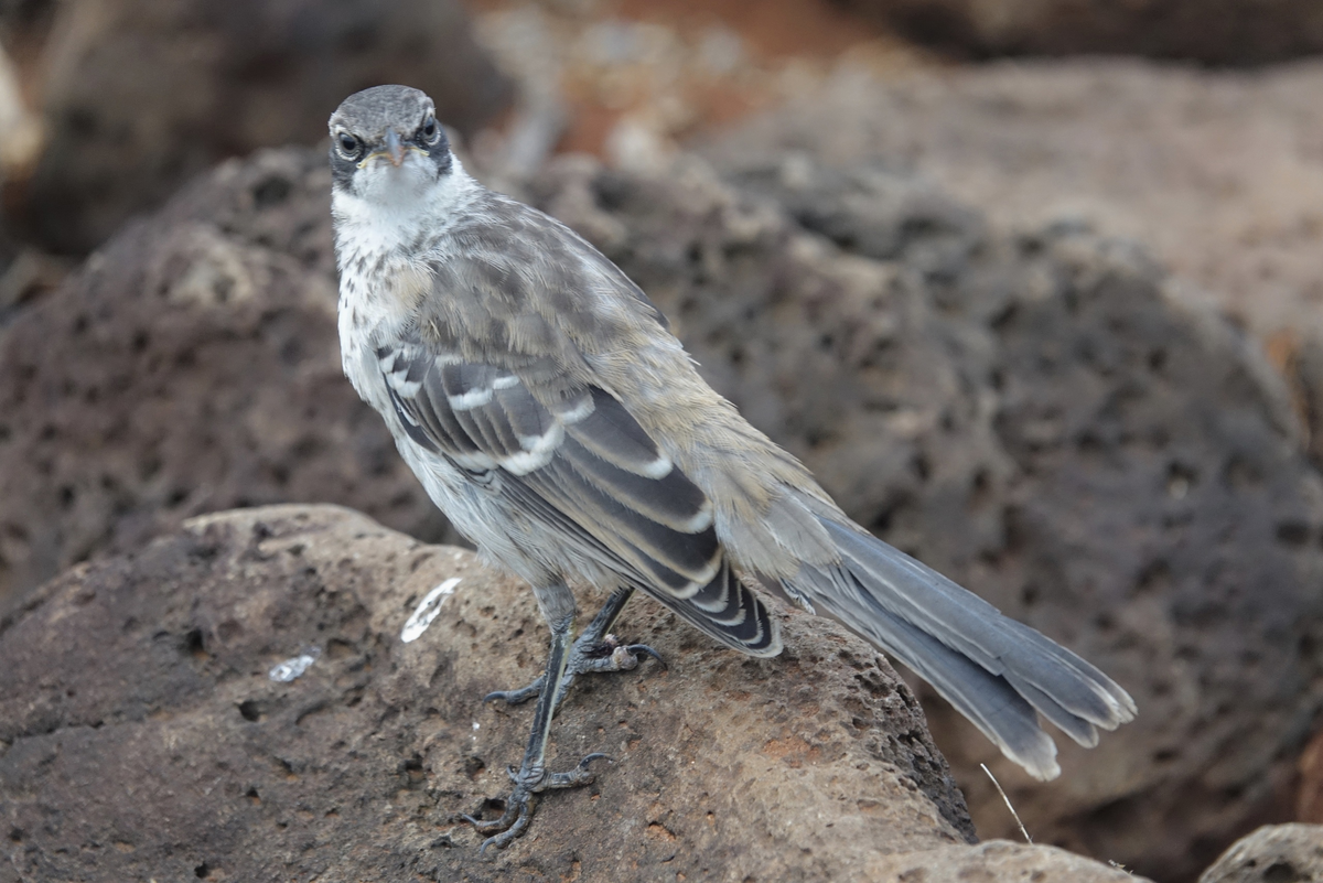 Когда услышал: «Мам, мам! Смотри какой миленький воробушек!»
