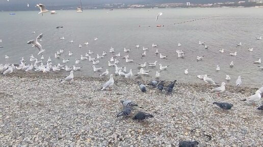 Забавные и голодные чайки на Чёрном море в облачный зимний день