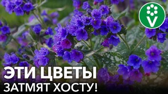 Не только хоста! Ещё 7 неприхотливых многолетников с красивой листвой для тени и солнца