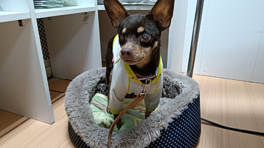 Снова к нам, не смогла дружно ужиться с котиком, где же теперь это ...