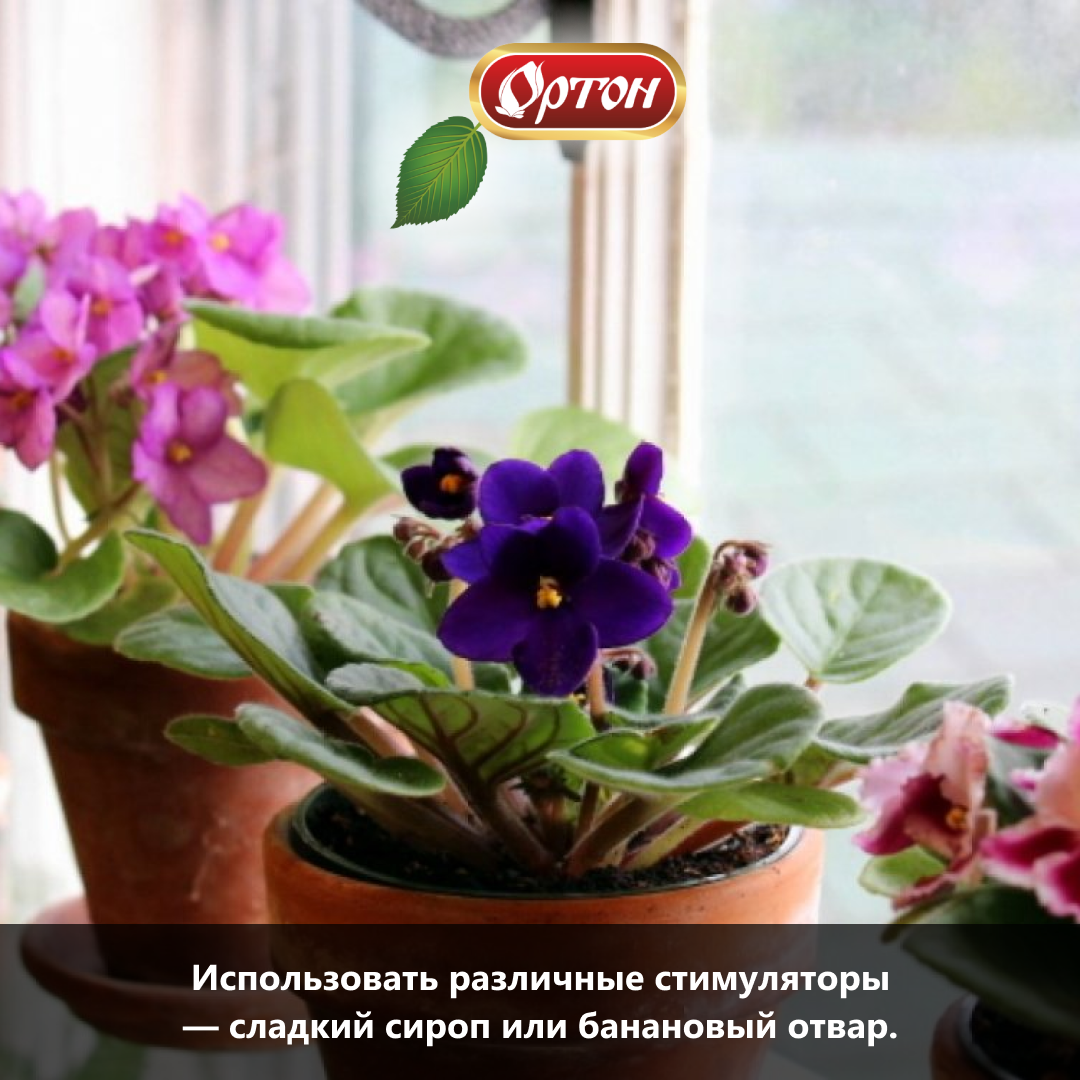 Комнатные цветы похожие на фиалки