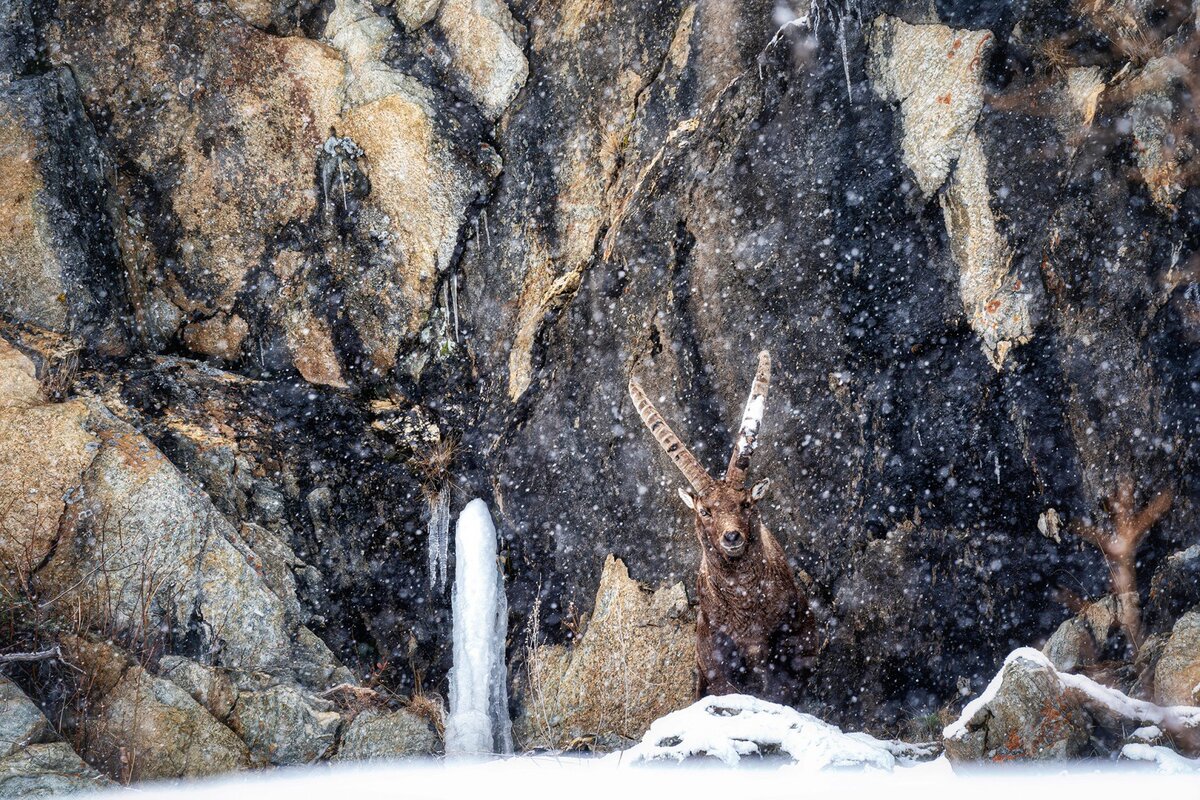    Stanislao Basileo, naturephotographeroftheyear.com