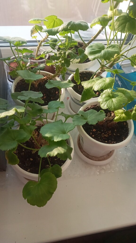 Пеларгонии зональные