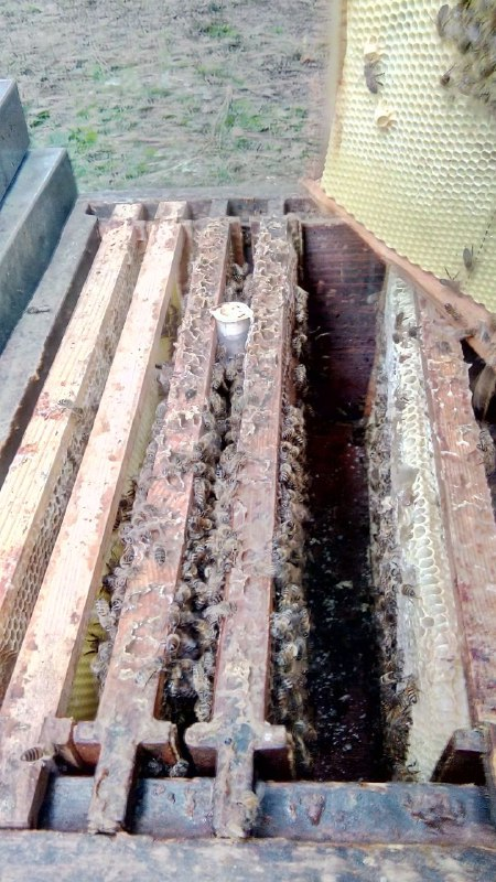 Подсадка плодной матки