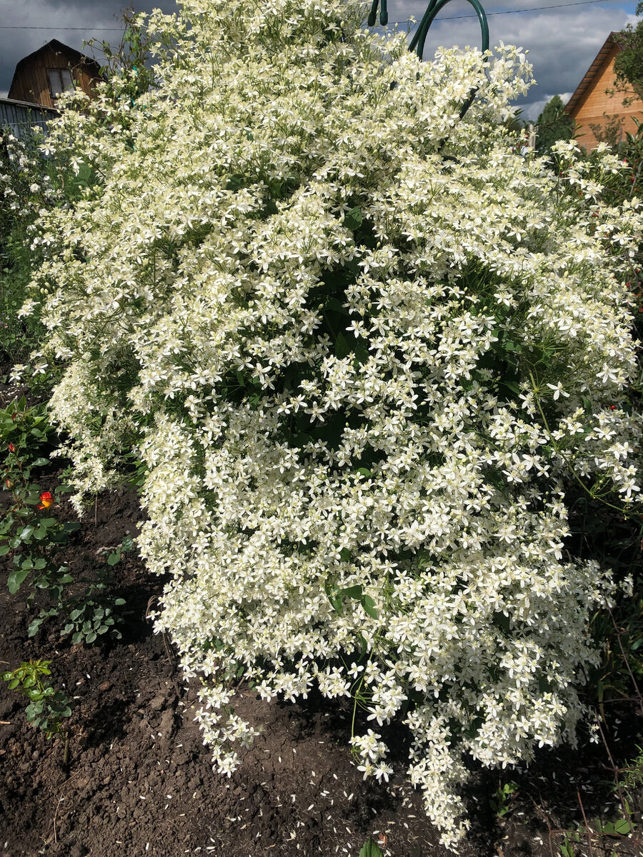 Ломонос-простой белый клематис