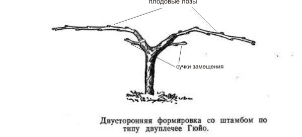 Обрезка винограда по системе гюйо схема