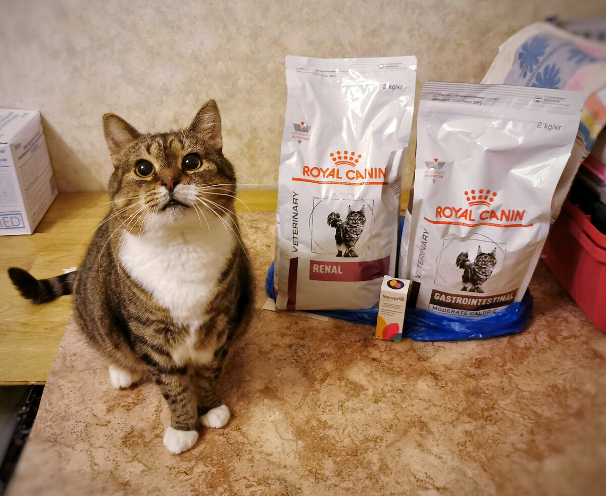 © ВСЕ ОТТЕНКИ КОШАЧЬЕГО 