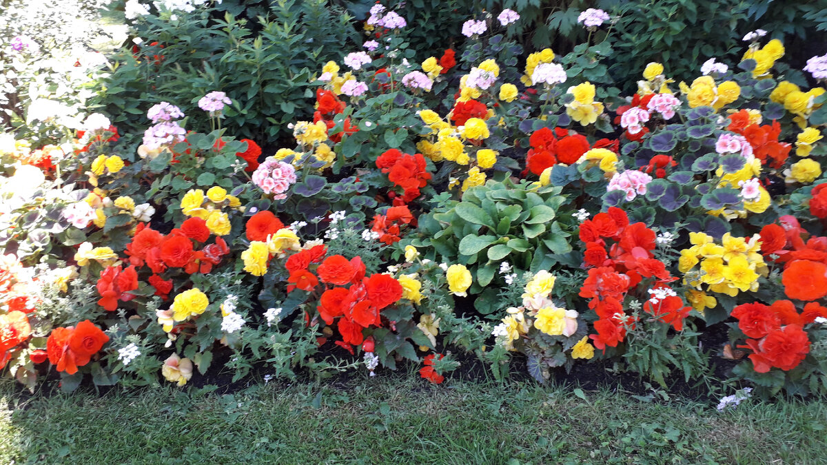 Цветущие клубневые бегонии в саду Камеруновой галереи в Царскосельском парке. Фото автора.