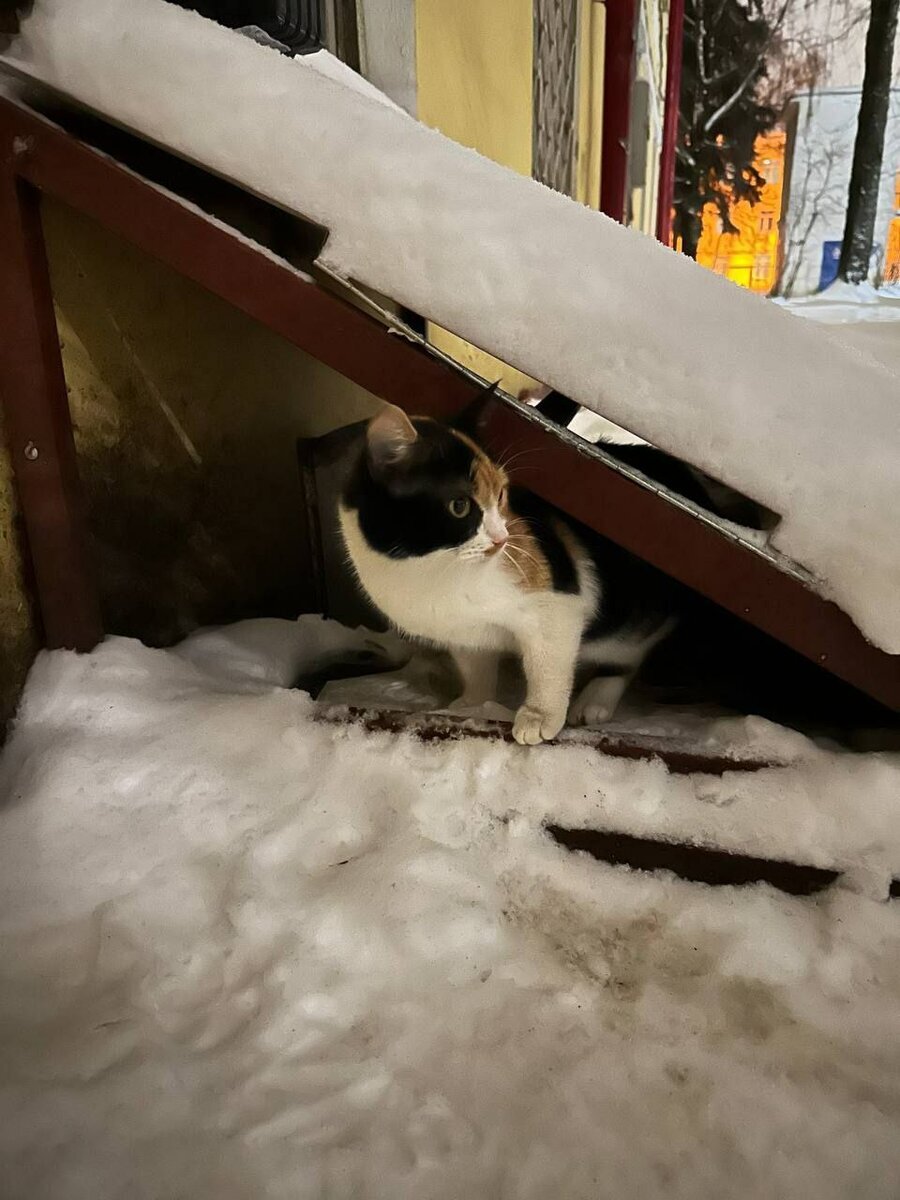 Трехцветка из капота