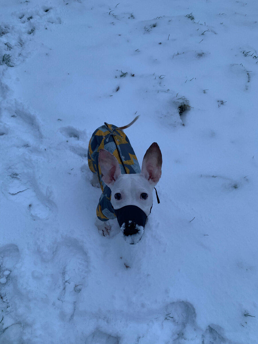 Тут он уже немного освоился, на второй прогулке☺️