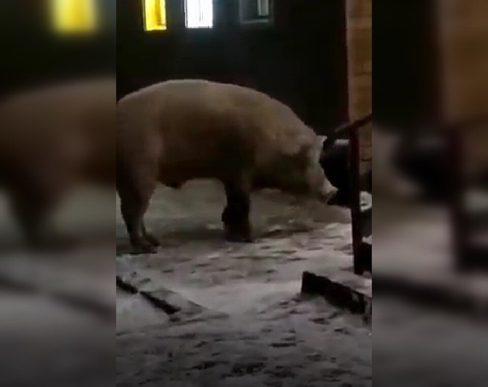     скрин видео