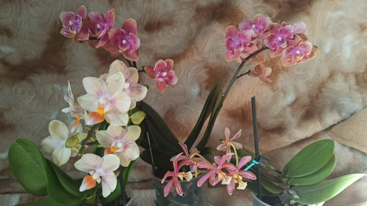 Как чувствуют себя три малышки дома .Орхидея Phalaenopsis Tiny Melissa, Дасти Бэлл Dasty Belle бабочка , Bronze Maiden.