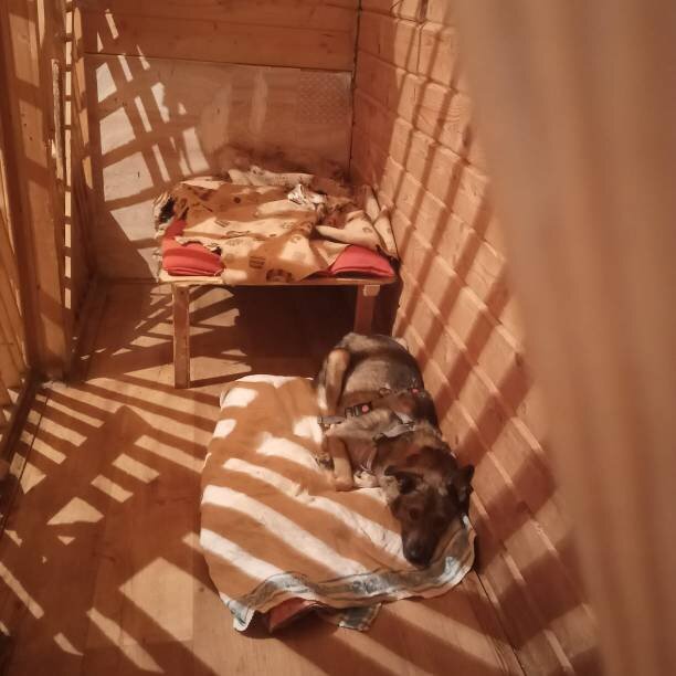 в своей комнатке на передержке