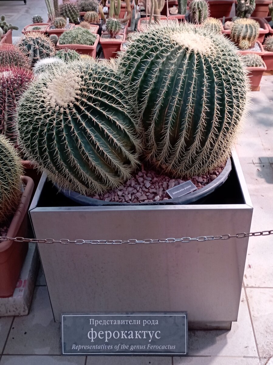 Кактусы. Просто кактусы. Второй этаж оранжереи Аптекарского огорода. Растения пустыни.