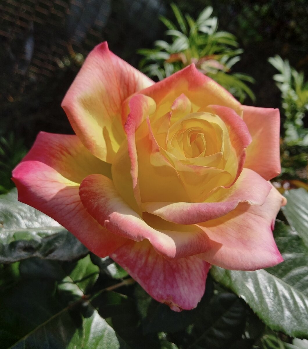 Что отличает розу флорибунду от чайно-гибридной: особенности и отличия. Какая роза лучше?