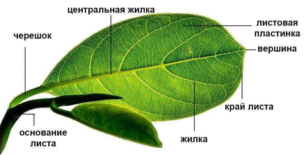 Строение листовой пластинки рисунок с обозначением