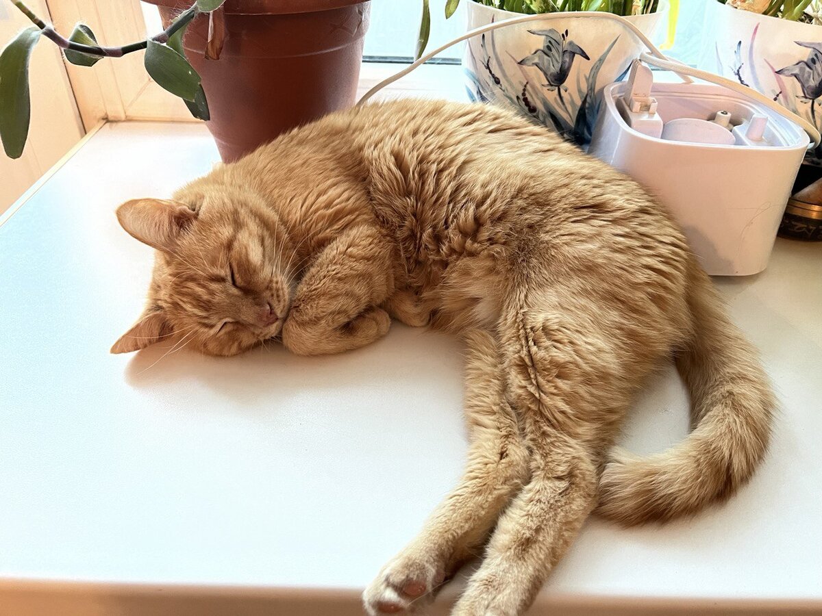 "Вредный" Марсик