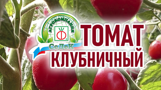 Агрокомпания "СеДеК". Семена для огородников | Черри Клубничный ...