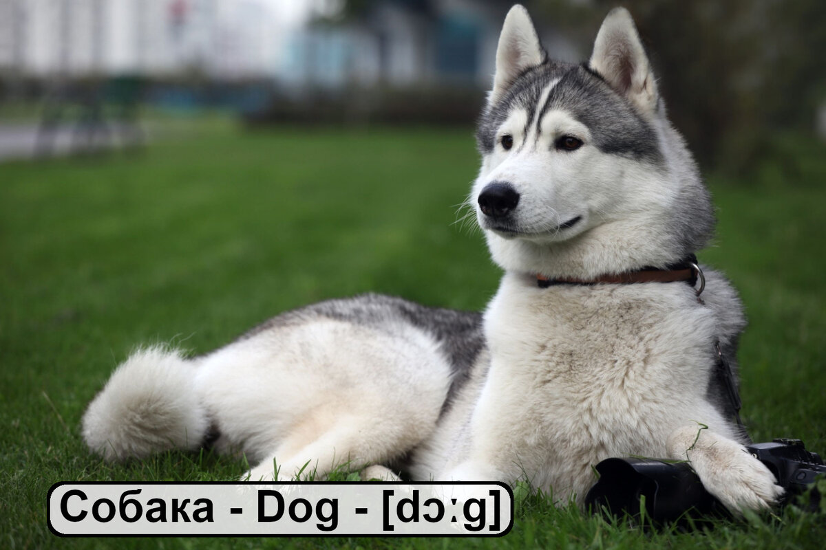 Домашние животные на английском языке. Карточки для запоминания слов