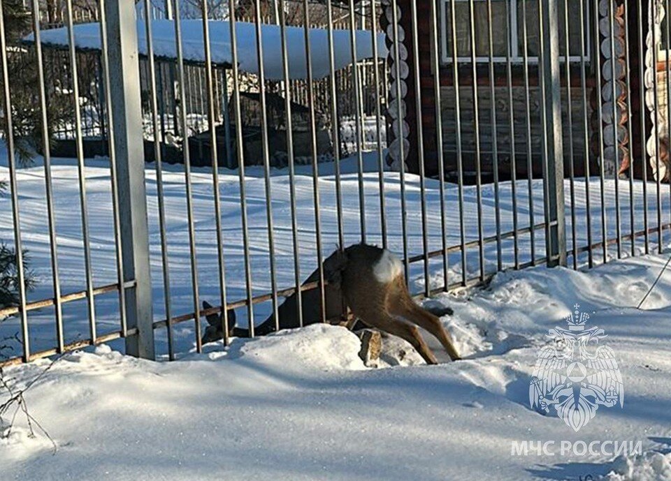     Косуля застряла в заборе.  ГУ МЧС России по Приморскому краю