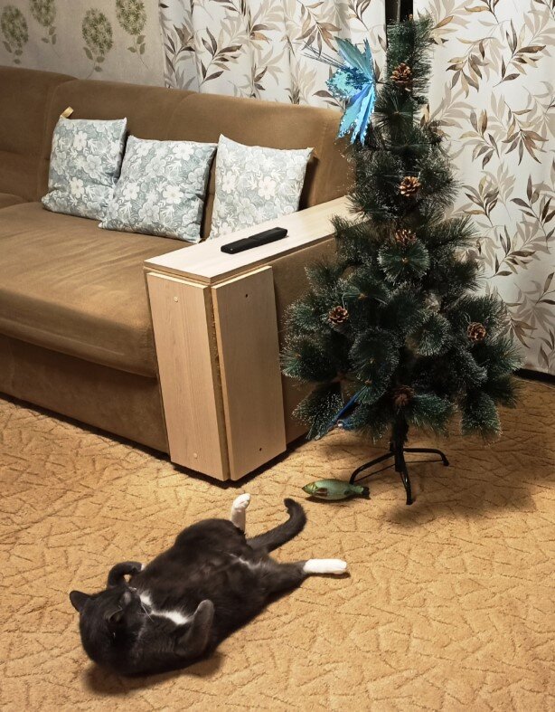 Кот Светланы, автора канала "Зоя Belaya", рассматривает ёлку, которую не видел целый год:))