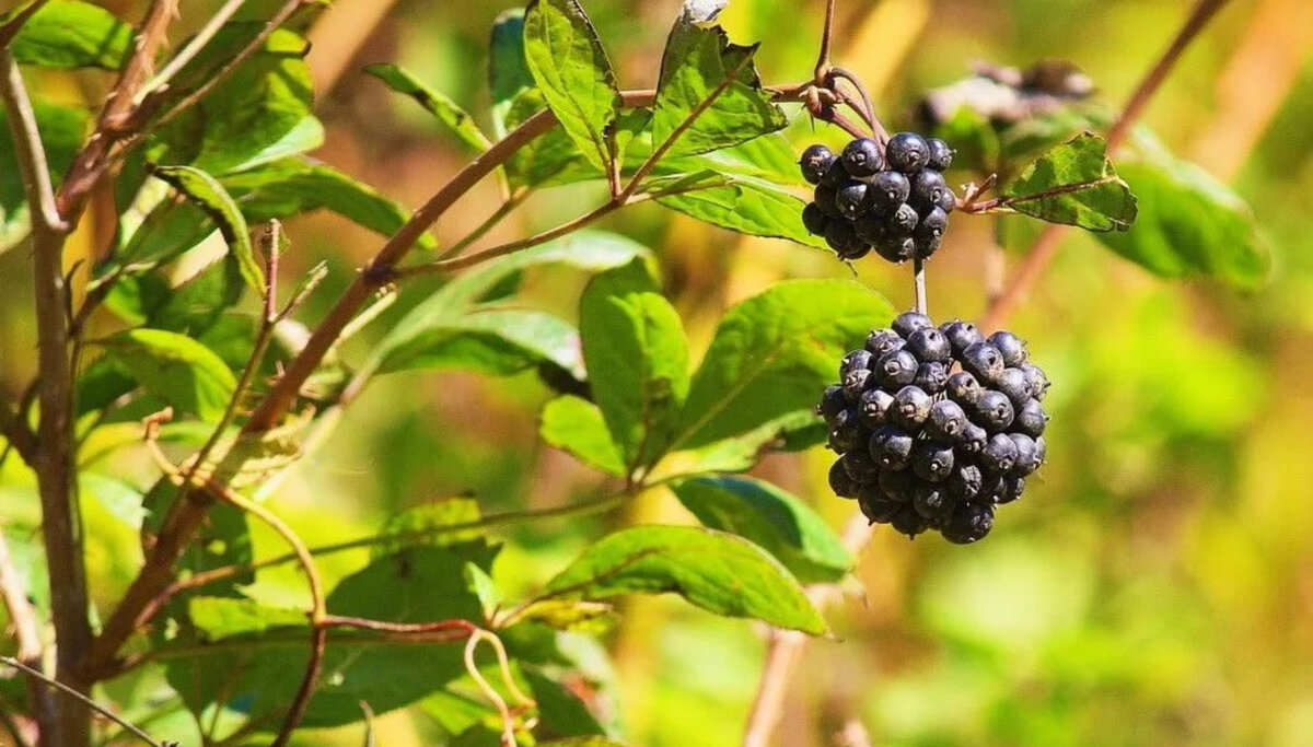 Фото с сайта telegramity.ru